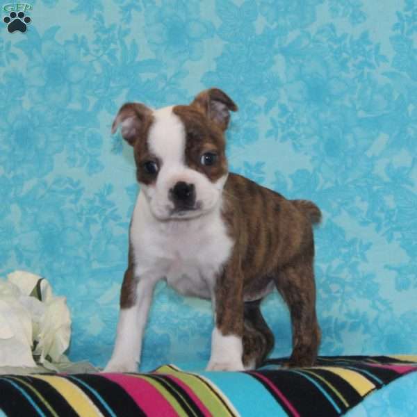 Pineapple, Boston Terrier Puppy